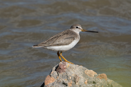 Terek Sandpiper