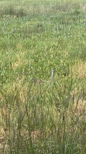 Sandhill Crane observed by leahsouth