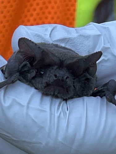 Mexican Free-tailed Bat observed by asio-otus