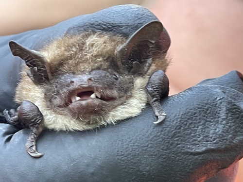 Big Brown Bat observed by asio-otus