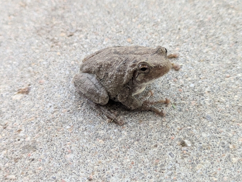 Cope's Gray Tree Frog observed by betsy10