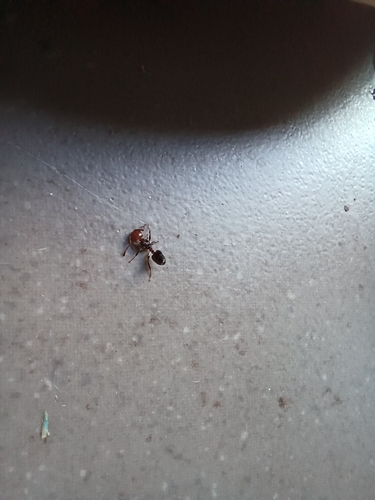 Mediterranean Acrobat Ant