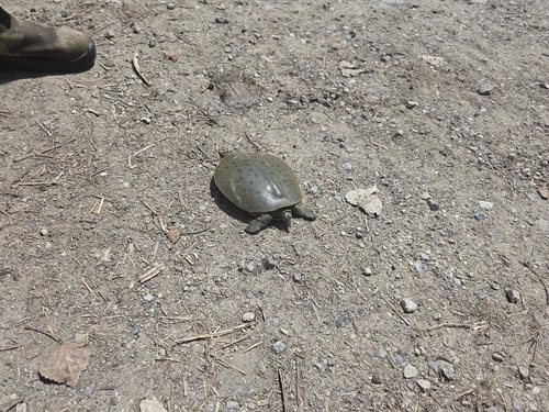 Eastern Spiny Softshell observed by randy14288