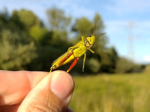 Large Marsh Grasshopper