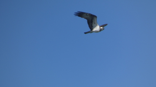 Osprey