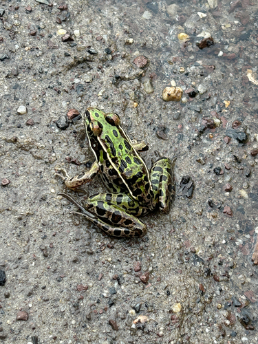 Southern Leopard Frog observed by phrogefinder003