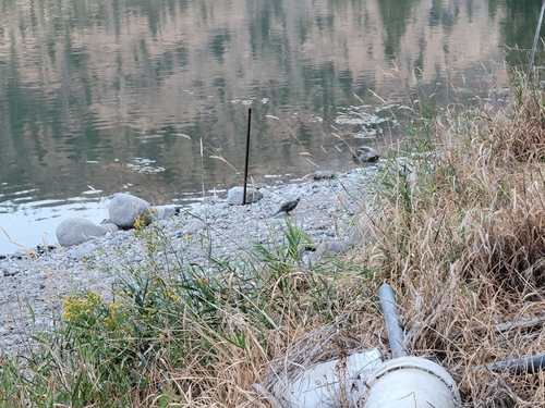 California Quail observed by pminz