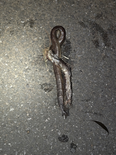 Hainan Sunbeam Snake