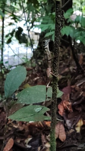 Sri Lanka Kangaroo Lizard