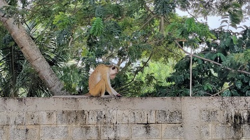 Dry Zone Toque Macaque