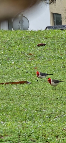 Red-crested Cardinal