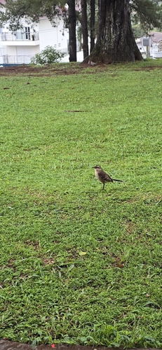 Chalk-browed Mockingbird