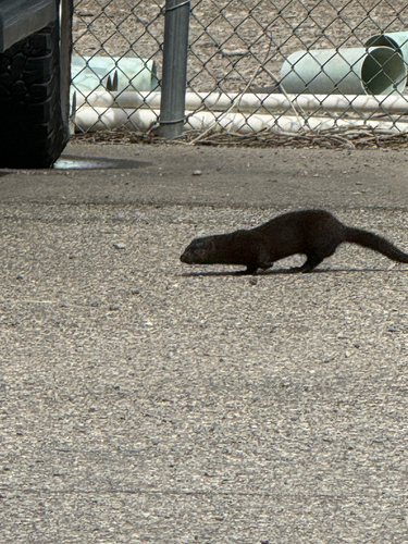American Mink observed by jenny312