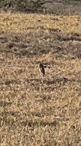 Burrowing Owl observed by joan_davis