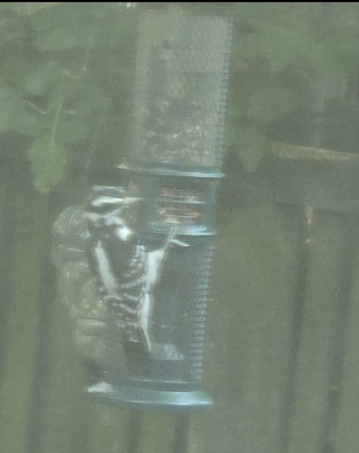 Hairy Woodpecker observed by hollyp75