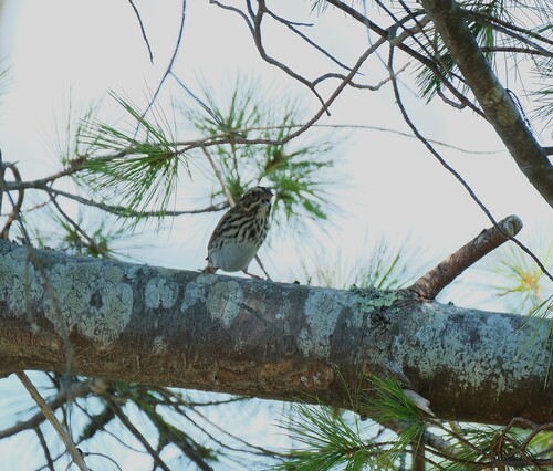 Song Sparrow observed by kerrydiskin