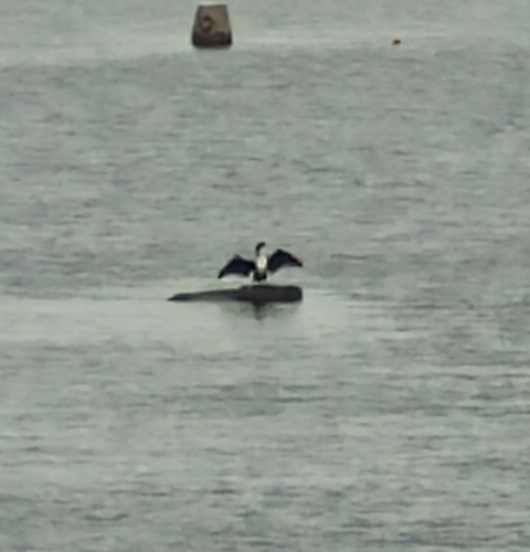 Great Cormorant
