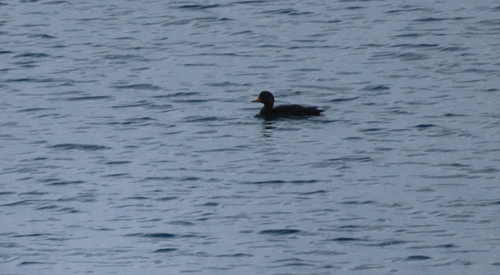 Common Scoter