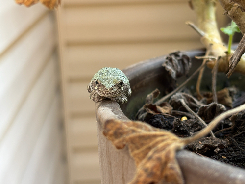 Cope's Gray Tree Frog observed by jessica830