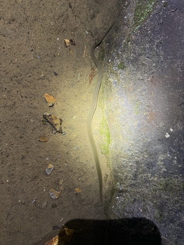 Sichuan Mountain Keelback