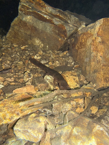 Northeastern Paddle-tailed Newt