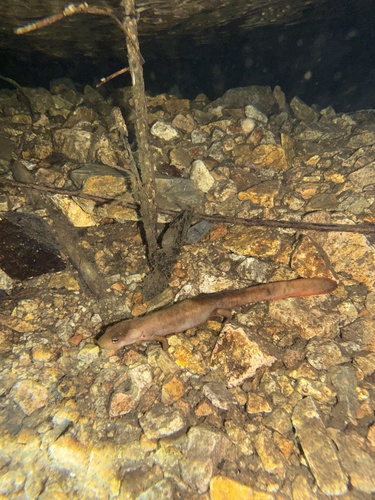 Northeastern Paddle-tailed Newt