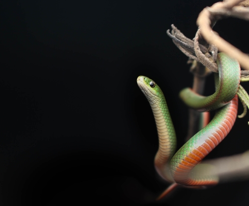 Jaeger's Ground Snake