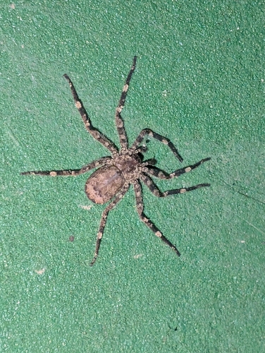 Selenops radiatus