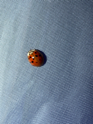 Asian Lady Beetle