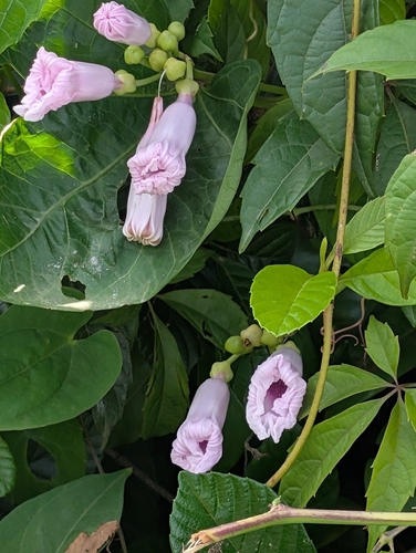 Forest Morning Glory