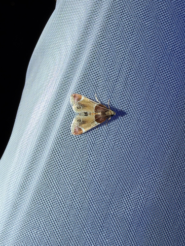 Meal moth