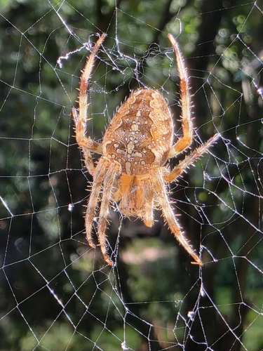 Cross Orbweaver