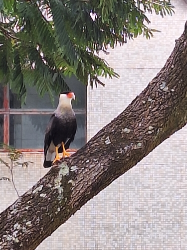 Crested Caracara observed by juliana_remedios