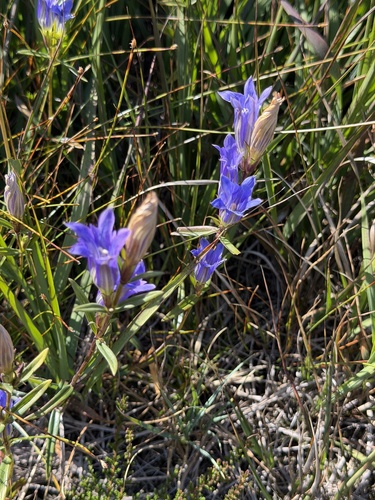 marsh gentian
