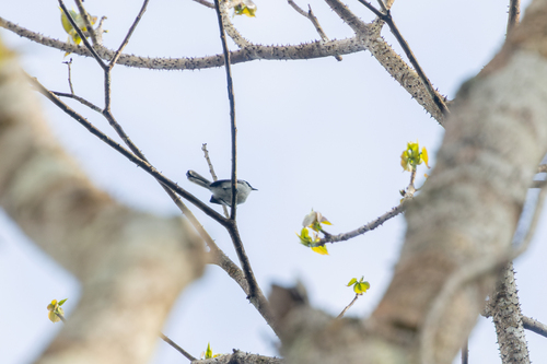Polioptila plumbea parvirostris