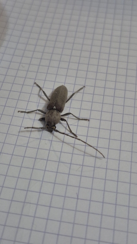 Hesperophanes sericeus