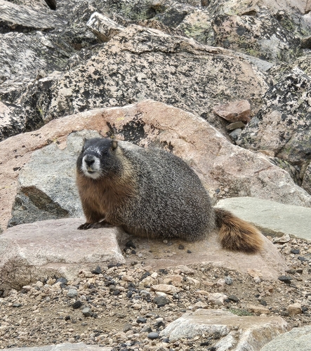 Yellow-bellied Marmot observed by sirdavidcattenborough