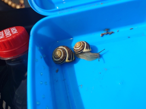 Brown-lipped Snail