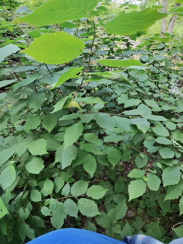 beaked hazelnut