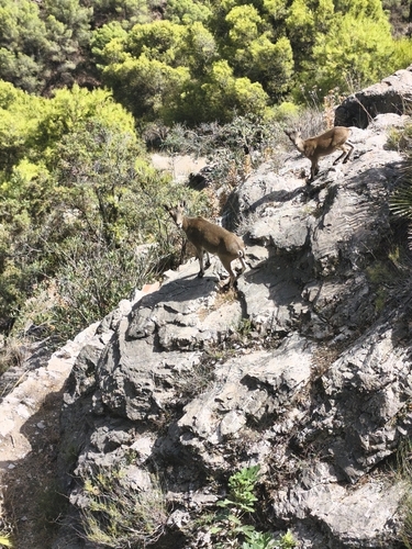 Iberian Ibex