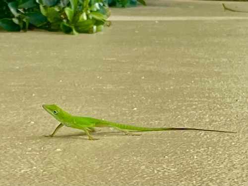 East Dominican Green Anole