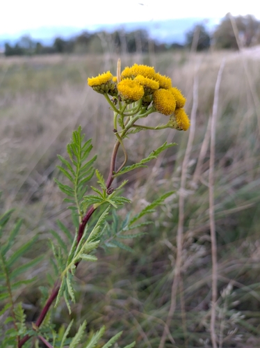 tansy