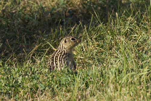 Thirteen-lined Ground Squirrel observed by frances154