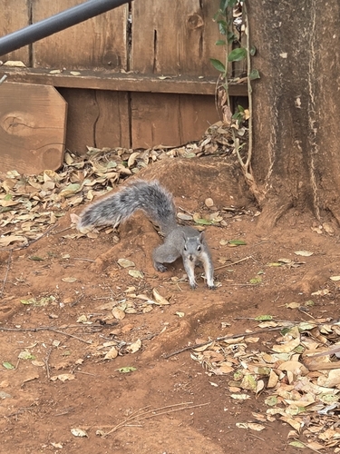 Western Gray Squirrel observed by andrewclaassen