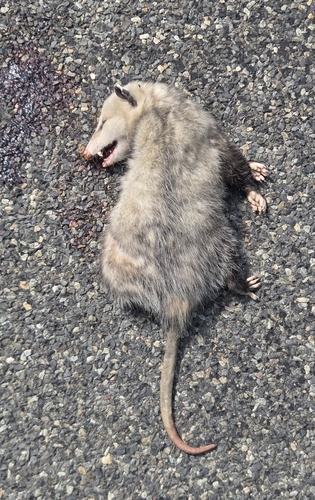 Virginia Opossum observed by cadelillquist