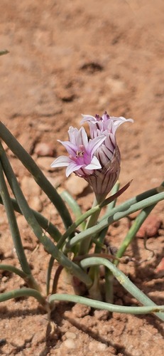 Largeflower onion