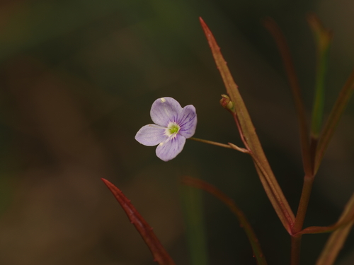 Marsh Speedwell
