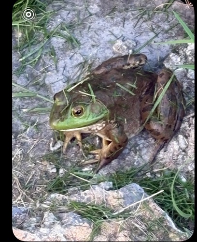 American Bullfrog observed by melpaivan