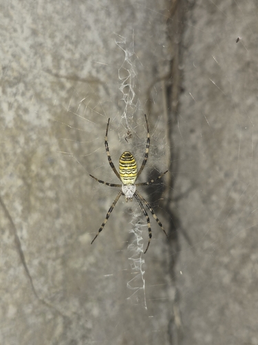 Wasp Spider