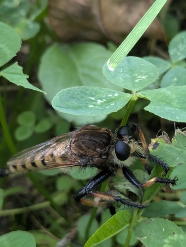 Eastern Lion Fly
